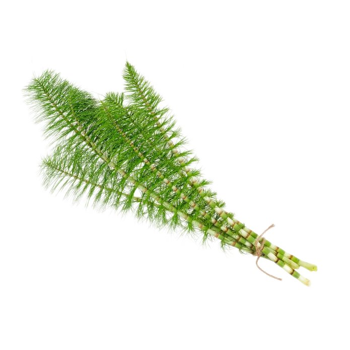 Rhodiola Ingredient